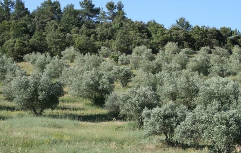 Chambre D'Hotes La Brunetiere Gréoux-les-Bains Exteriör bild